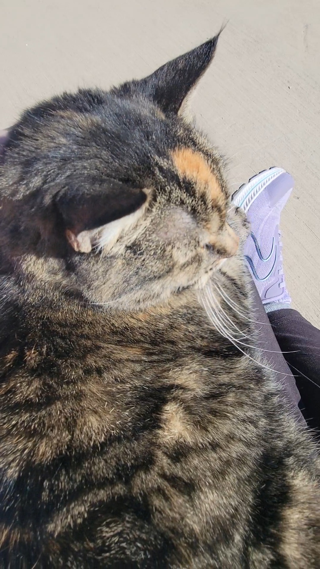 Black and brown cat on a human lap.